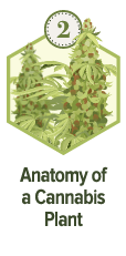 Anatomy of a Cannabis Plant