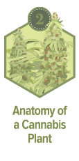 Anatomy of a Cannabis Plant