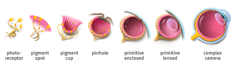 Simple eye evolution